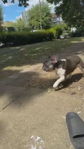 Male Frenchie in London