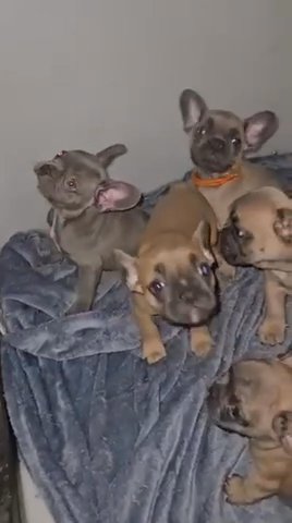 French Bulldog Puppies in Bradford