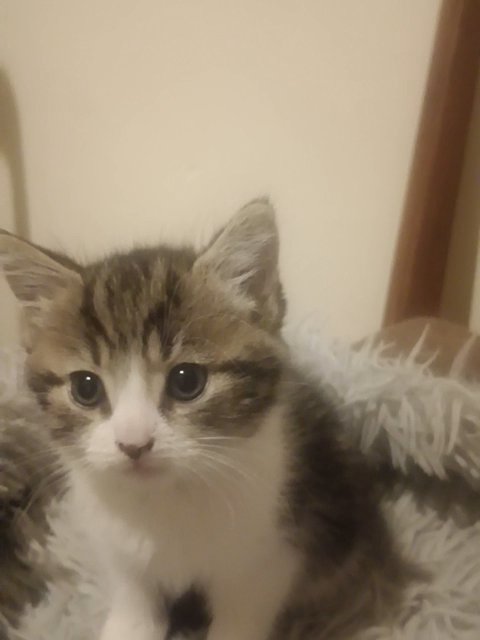 1 month and 30 days old in London