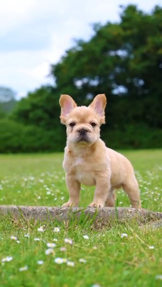 French Bulldog in London