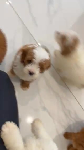 F1B Cockapoo puppies in North East Derbyshire