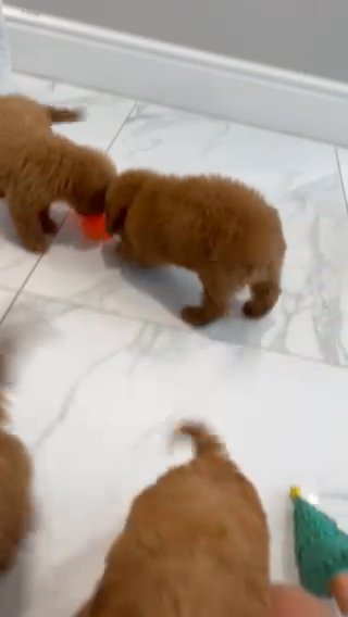 Malticockapoo puppies in North East Derbyshire