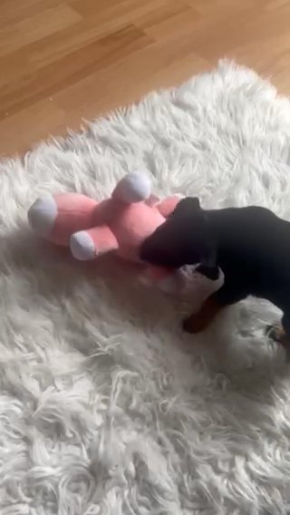 miniature pinscher in London
