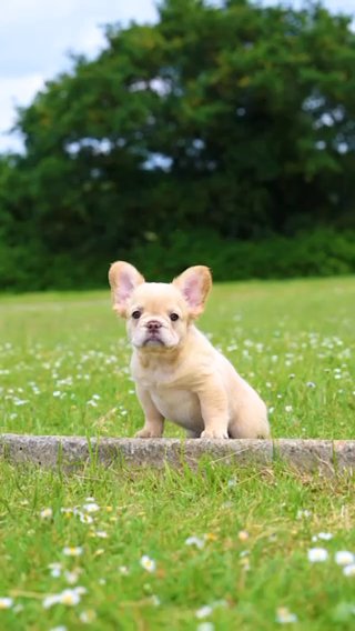 French Bulldog in London
