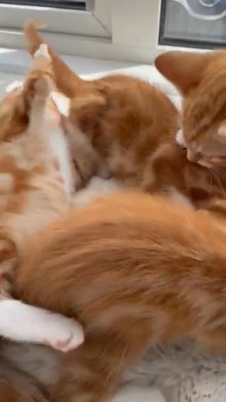 Kittens Looking For Lovely Family in Coventry