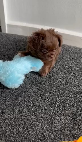 chocolate and white Chihuahua long coats KC in Coventry