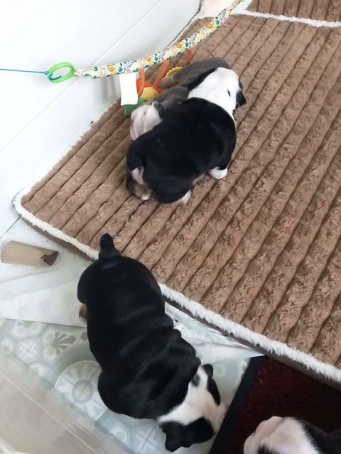 English Bulldog pups in Leicester
