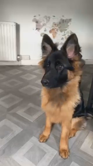 Long Haired German Shepherd Girl in London