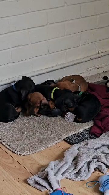 standard dachshund puppies kc reg show in Purbeck