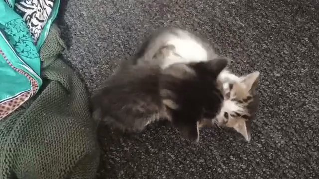 2 female kittens in London
