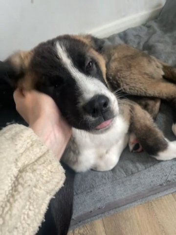 Enzo American Akita in Nottingham