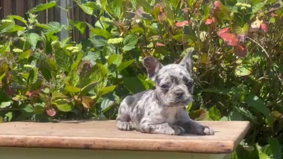 TOP QUALITY PET PRICE FEENCHIES in Norfolk