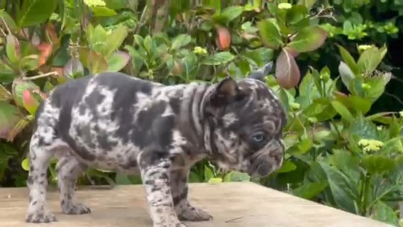 Velvet Big Rope Frenchies Carrying Testable in Norfolk