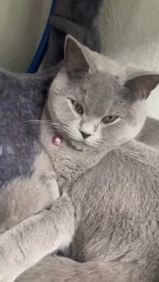 British Shorthair in Enfield