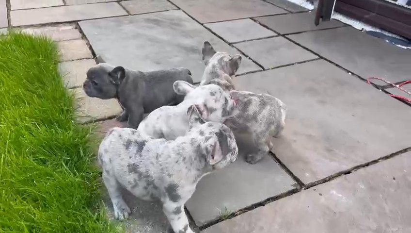 READY TO GO NOW AMAZING FRENCHIE PUPS! in St. Helens