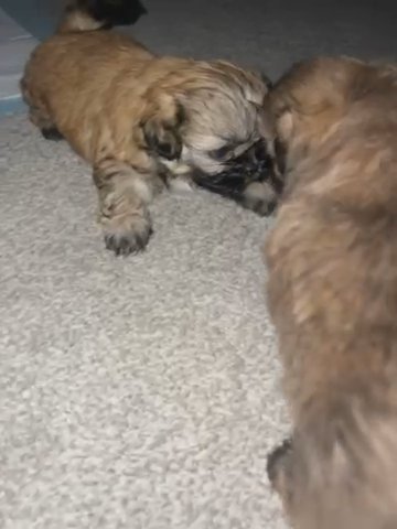 Shih Tzu Puppies in Leeds