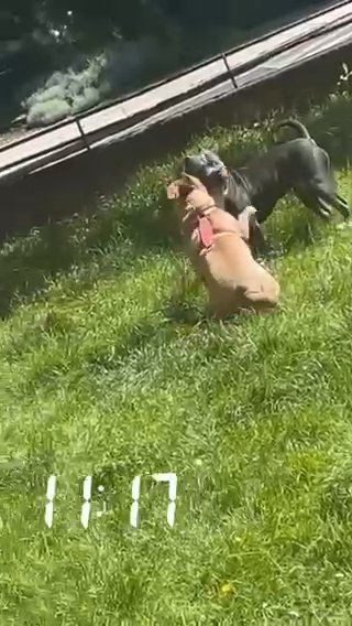 Staffordshire Terrier in London