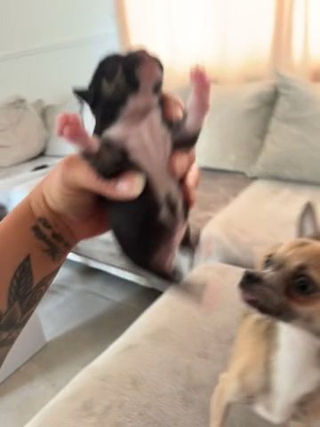 Chihuahua in London