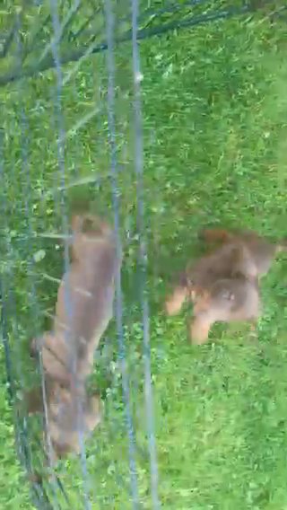 Miniature Dachshunds Puppies in Milton Keynes
