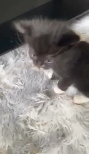 3 Male Kittens For Sale in Manchester