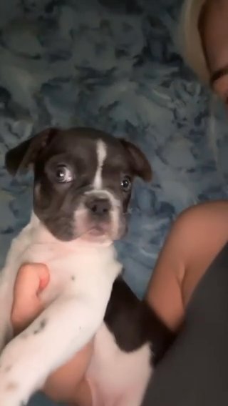 French Bulldog in Glasgow