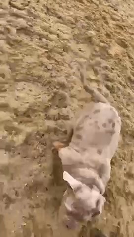 17 Week Old English Bulldog puppy ? in Suffolk