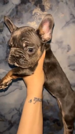French Bulldog in Glasgow