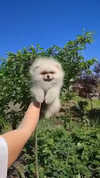 Gorgeous Pomeranian boy in lovely cream-sable colour in London