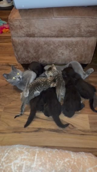 Pedigree British Shorthair X Kitten, Last One 10 Weeks in Walsall