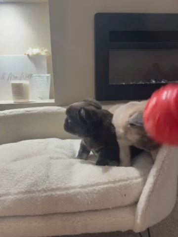 Full Fluffy Frenchies 2x Girls Kc Reg in Brighton