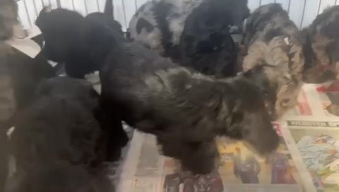 Cockapoo Puppies *1Left * in Birmingham