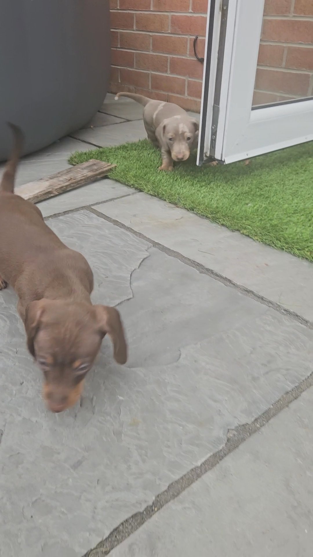 luna the dachshund in Liverpool