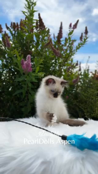 LAST KITTEN⭐️GCCF REGISTERED SHOW CLASS SEAL MITTED RAGDOLL KITTEN MALE in Lincoln