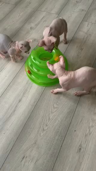 Sell Elf Male and Sphynx Female. in Edinburgh