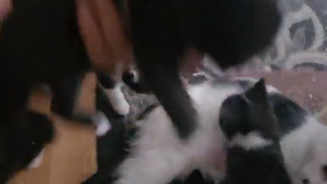 5 kittens are ready for new homes ? in London