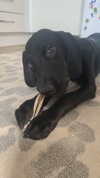Douglas Doberman X Dane in Newark and Sherwood