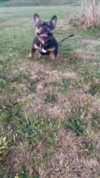 Stud Frenchie in Hampshire