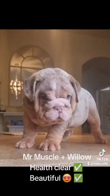 Mr Muscle x Willow Enhlish bulldog in Leeds