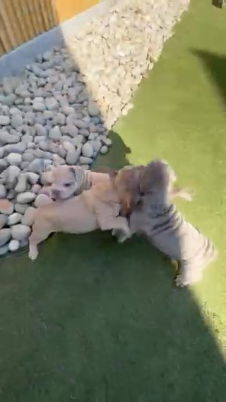 REDUCED velvet frenchies Under 1k! in Hastings