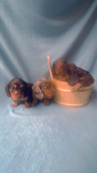 Title KC??PRA Clear CHAMPION Longhair Dachshund in London