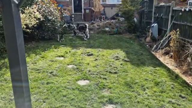 1 female 3 male Siberian huskies in Nottingham