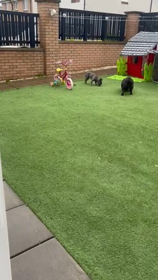 Lilac French Bulldog Pup in Glasgow