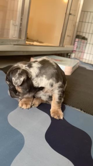 Blue & Tan Merle Boy New Shade Producer in Liverpool
