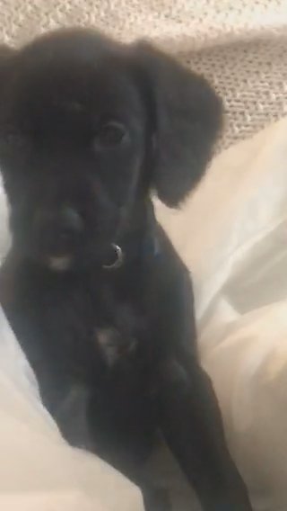2 Cocker Spaniel X Whippet Puppies in Darlington