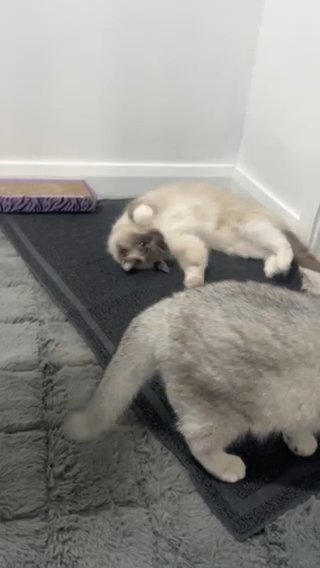 Ragdolls Adult Females in Cardiff