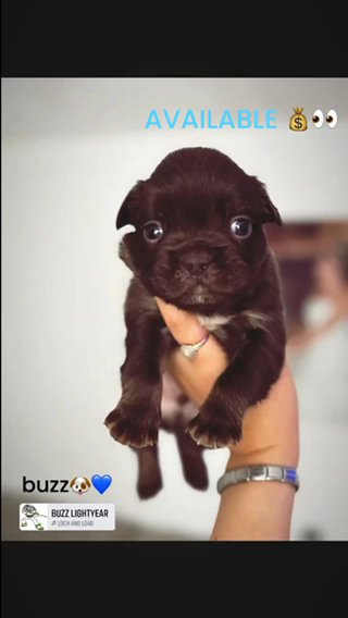KC REG FLUFFY FRENCHIES in Swansea