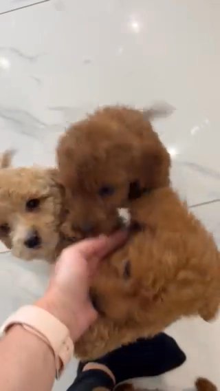 F1B Irish doodle puppies in North East Derbyshire