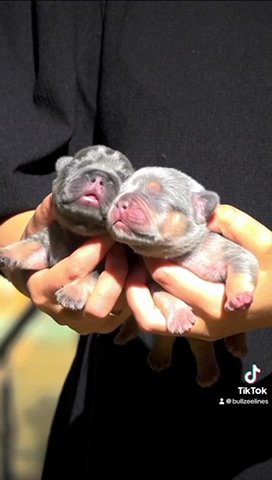French Bulldog Puppies/velvet Big Ropes in Dartford