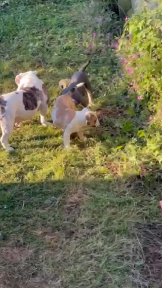 Female Puppy in London
