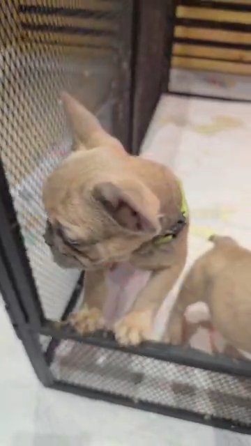Beautiful French bulldogs Ready to go! in Gloucester
